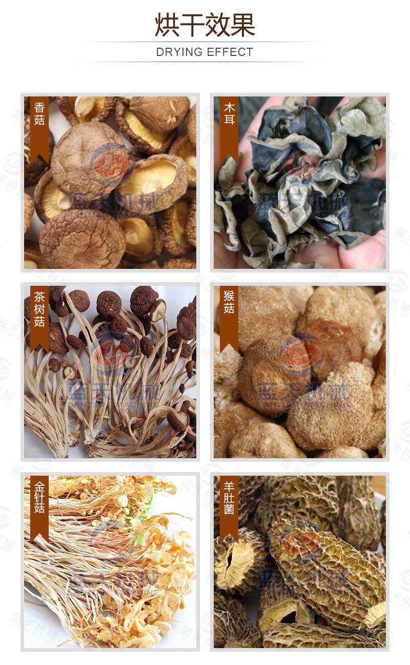 香菇烘干機烘干效果