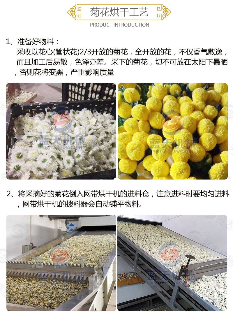 菊花烘干機烘干工藝