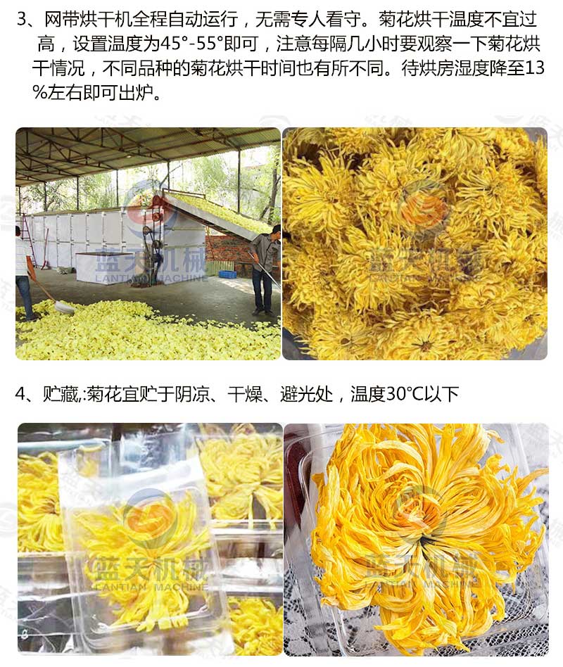 菊花烘干機烘干工藝