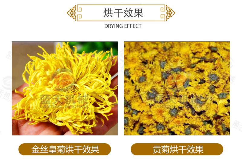 菊花烘干機烘干效果