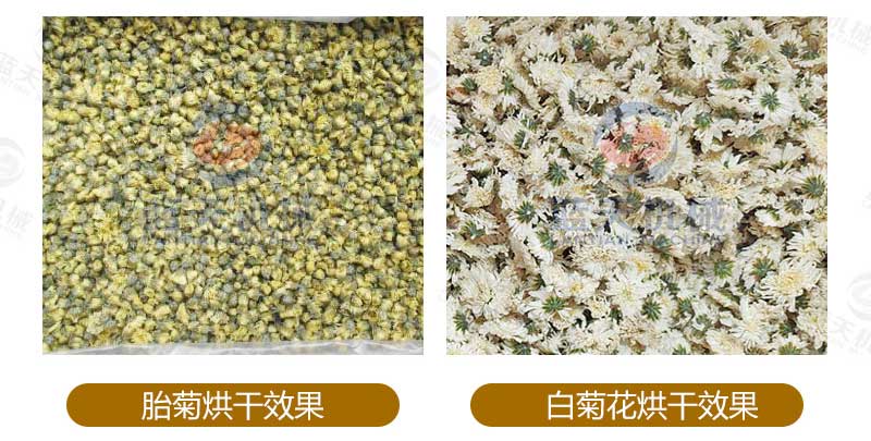 菊花烘干機烘干效果